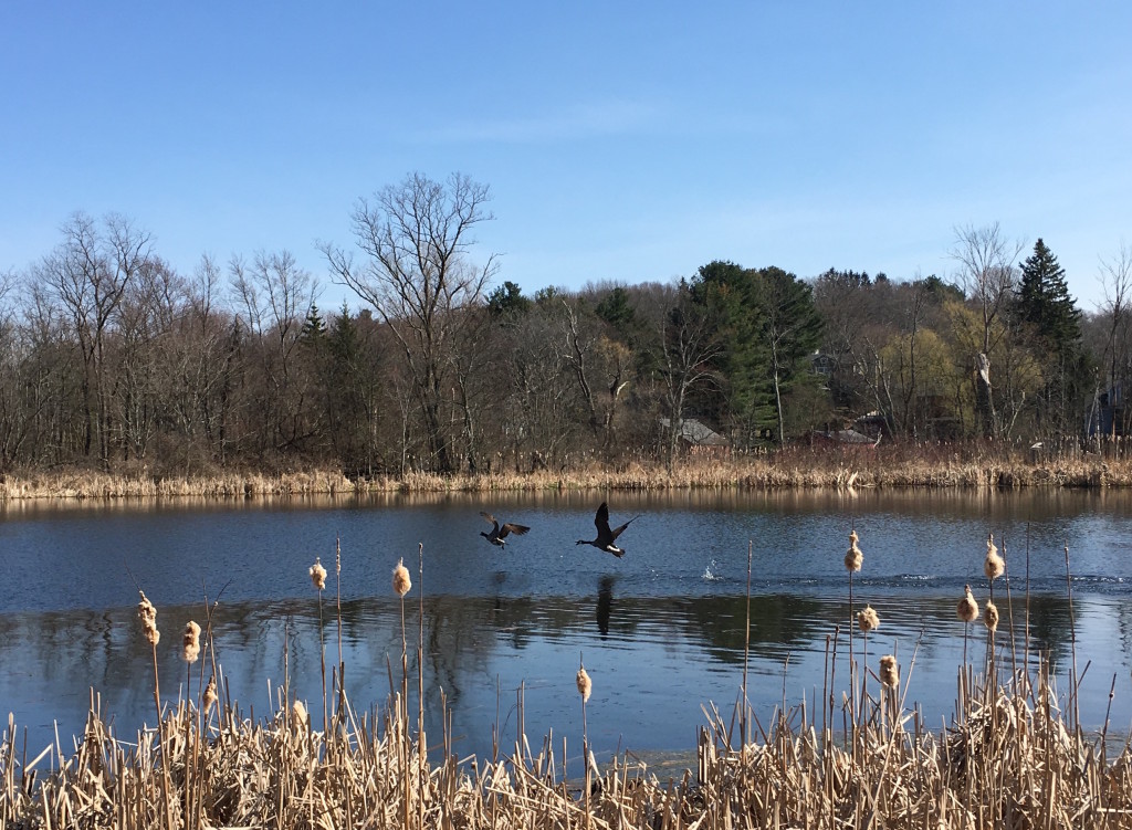 Geese at Peepers Pond.