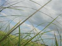 parallel lines: interdunal grasses filter the view of the beach from the boardwalk