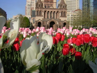 tulips and Trinity Church