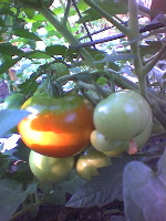 slowly ripening tomato